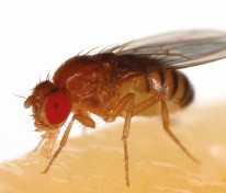 Fruit fly Fruit fly